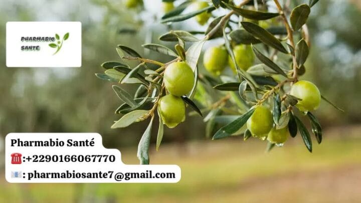 Utiliser feuilles d’olivier hépatite B