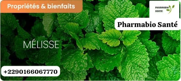 Mélisse hépatite B