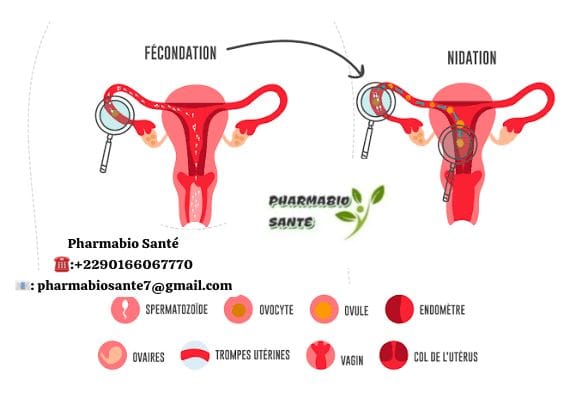 Plantes pour Favoriser la Nidation