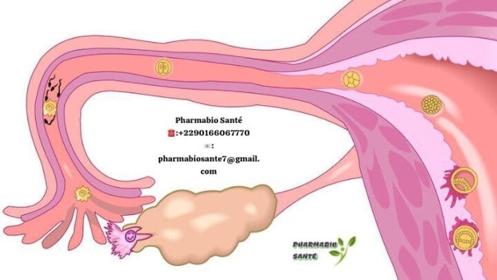 Tisane trompes bouchées