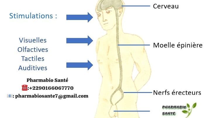 Meilleure plante pour l'érection