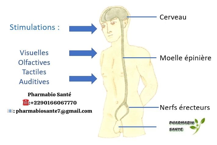 Meilleure plante pour l'érection