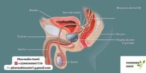 Plantes pour Soulager Prostate