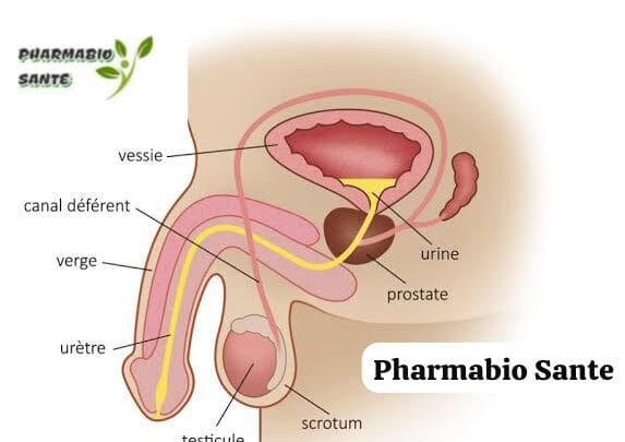 Orchite Causes Traitement Naturel