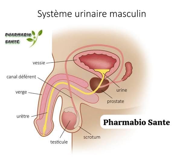 Orchite Causes Traitement Naturel