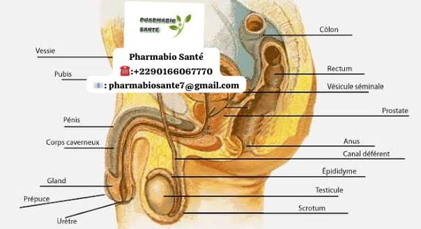 Orchite Définition Traitement naturel