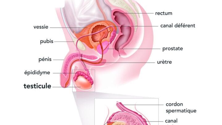 Orchite et Fertilité