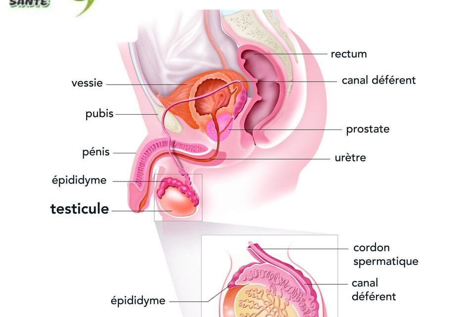 Orchite et Fertilité