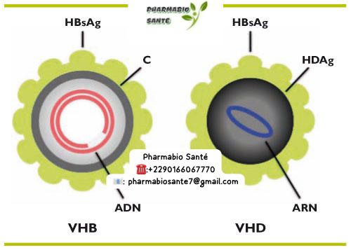 Hépatite D Traitements Naturels Efficaces