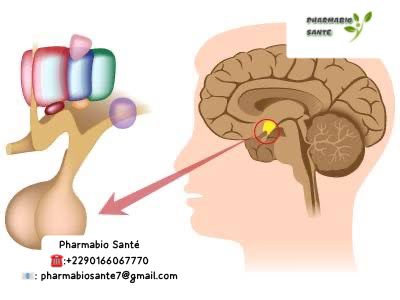 Baisser naturellement la prolactine