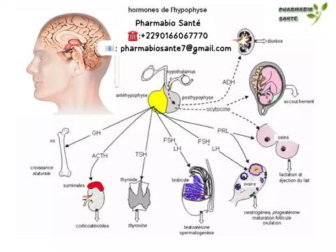 Réduire naturellement un taux de prolactine